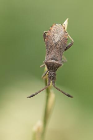 Coriomeris affinis